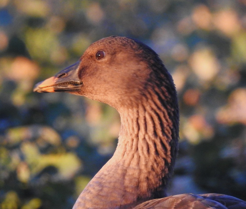 Tundra Bean-Goose - ML614847658