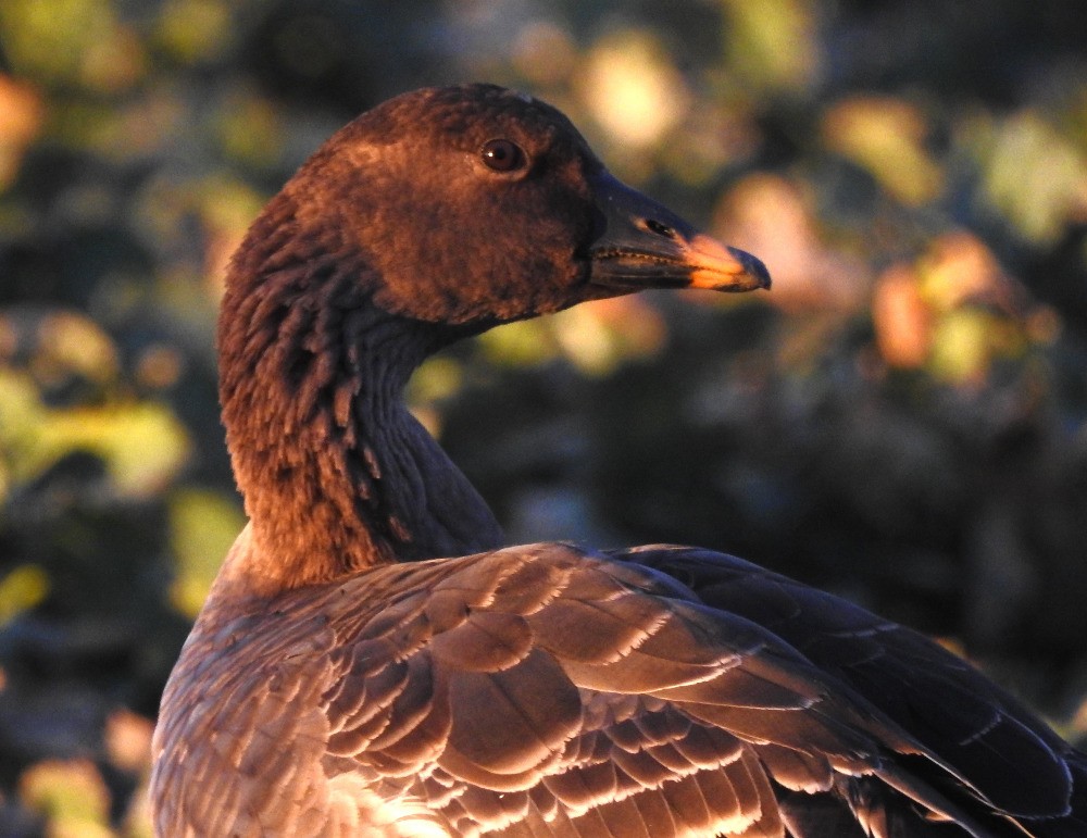 Tundra Bean-Goose - ML614847659