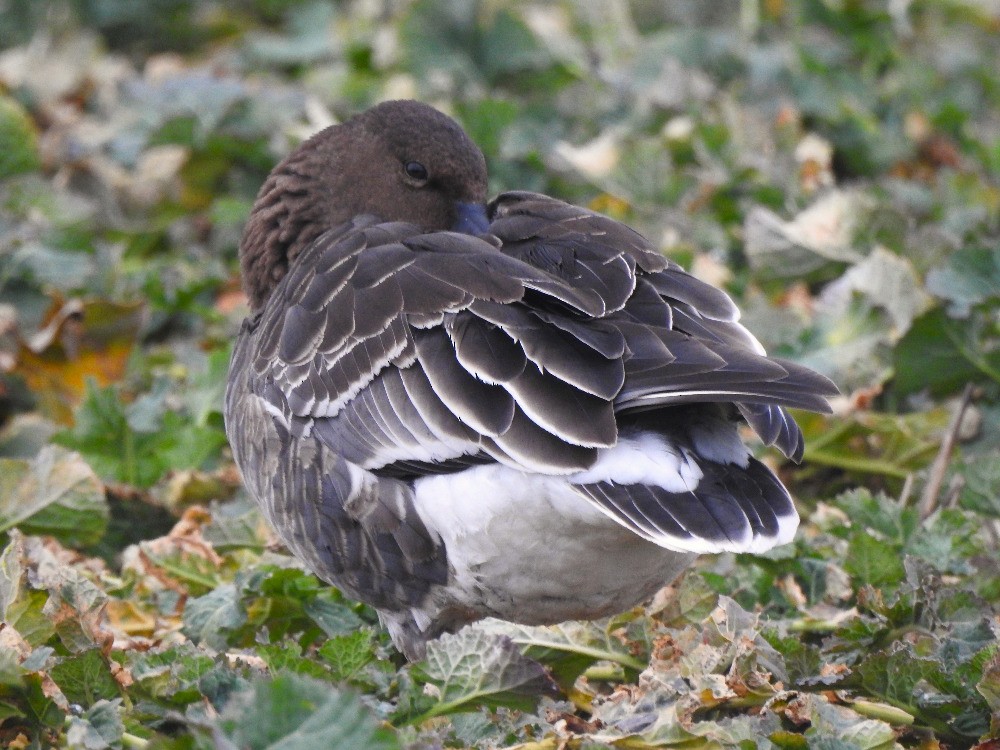 Tundra Bean-Goose - ML614847660