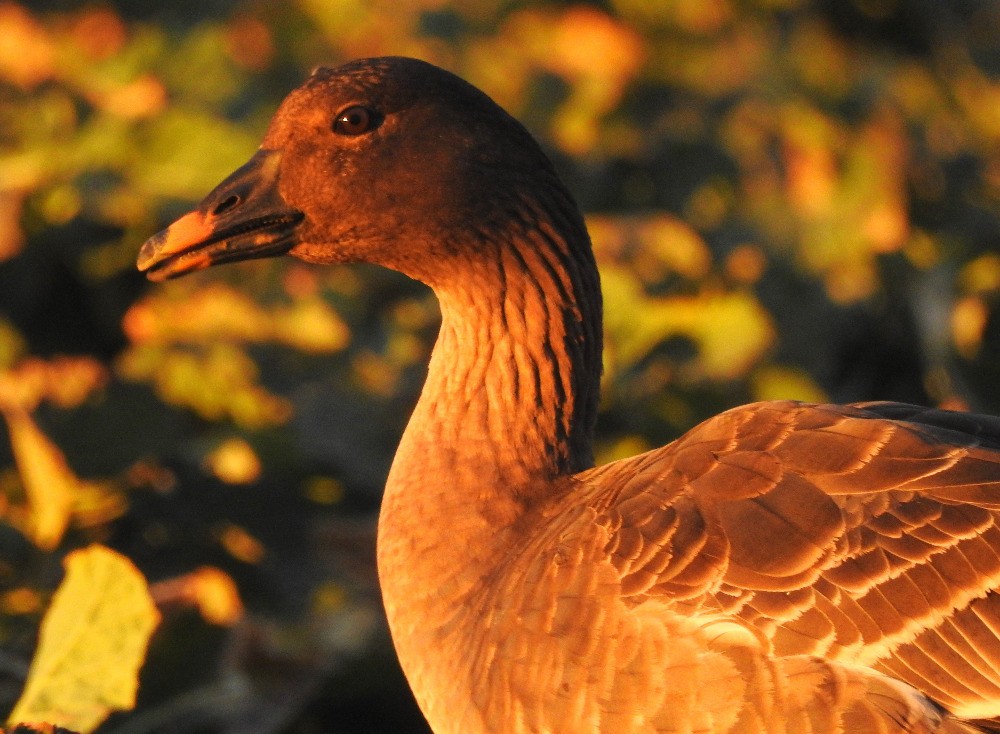 Tundra Bean-Goose - ML614847661