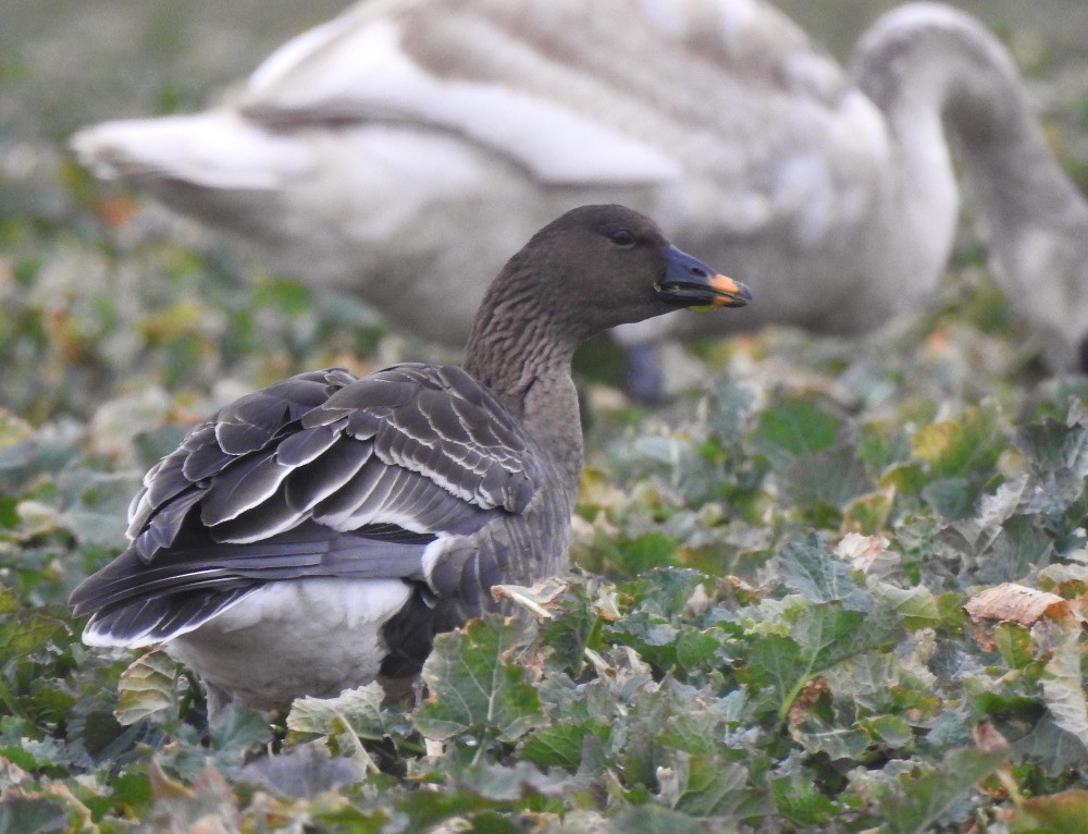 Tundra Bean-Goose - ML614847662