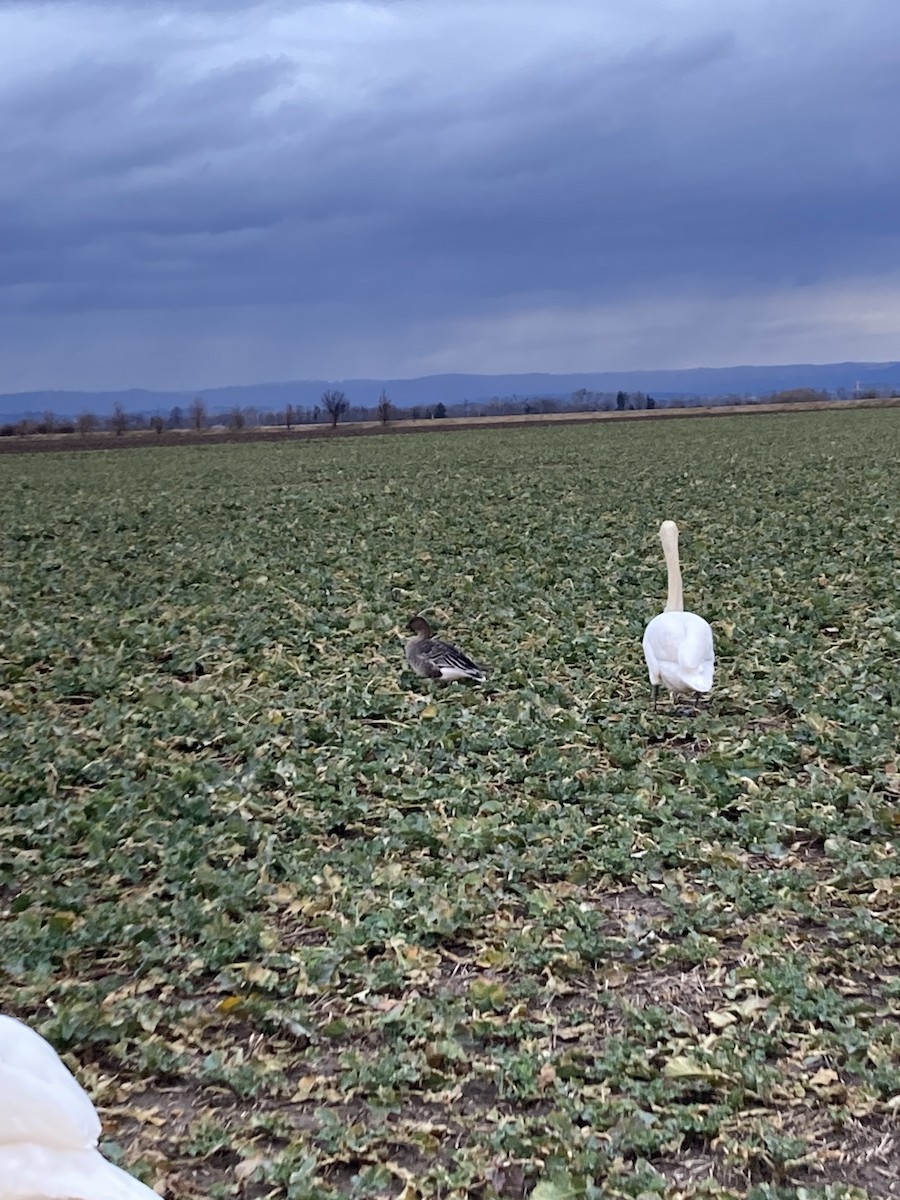 Tundra Bean-Goose - ML614847663