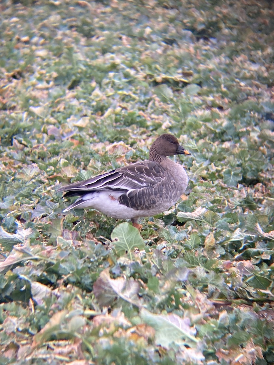 Tundra Bean-Goose - ML614847664