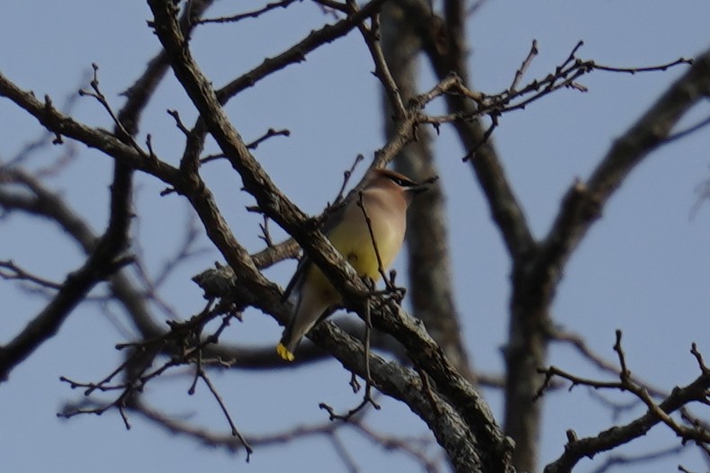 Cedar Waxwing - Bob Yankou