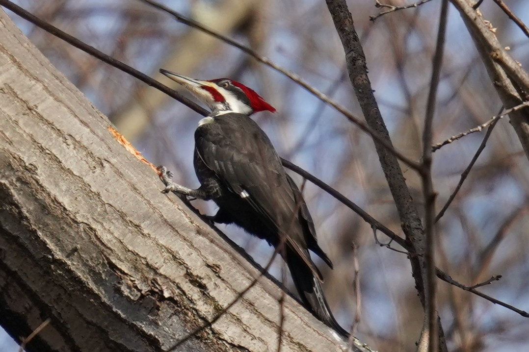 Pileated Woodpecker - ML614847749
