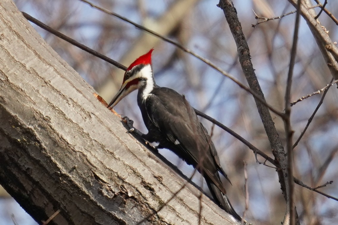 Pileated Woodpecker - ML614847750