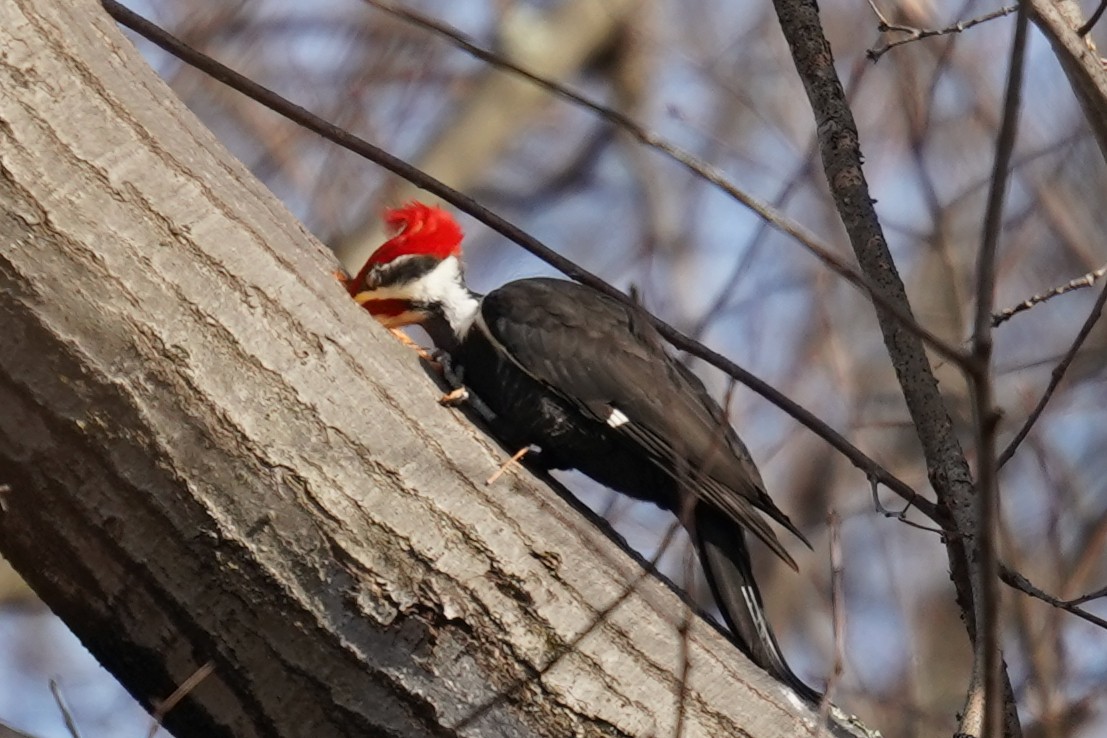 Pileated Woodpecker - ML614847751