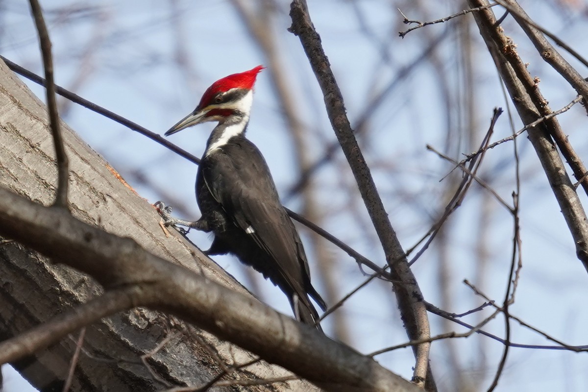 Pileated Woodpecker - ML614847752