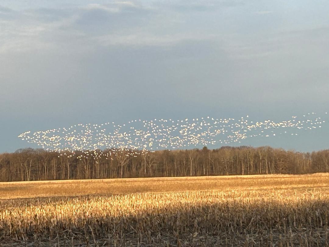 husa sněžní - ML614847764