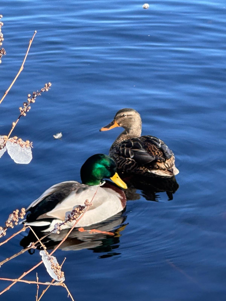 Canard colvert - ML614847769