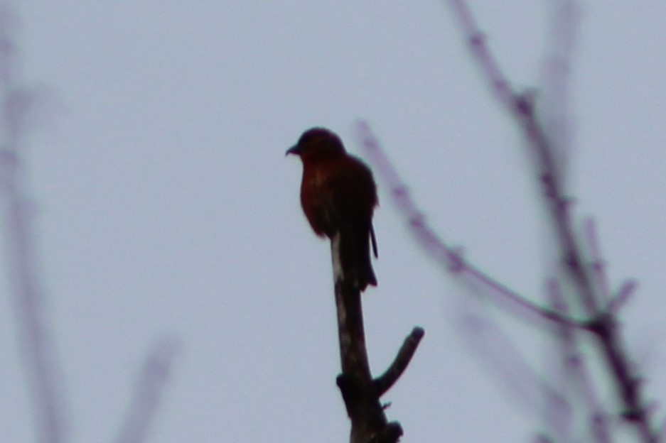 Red Crossbill - Jack Swatt