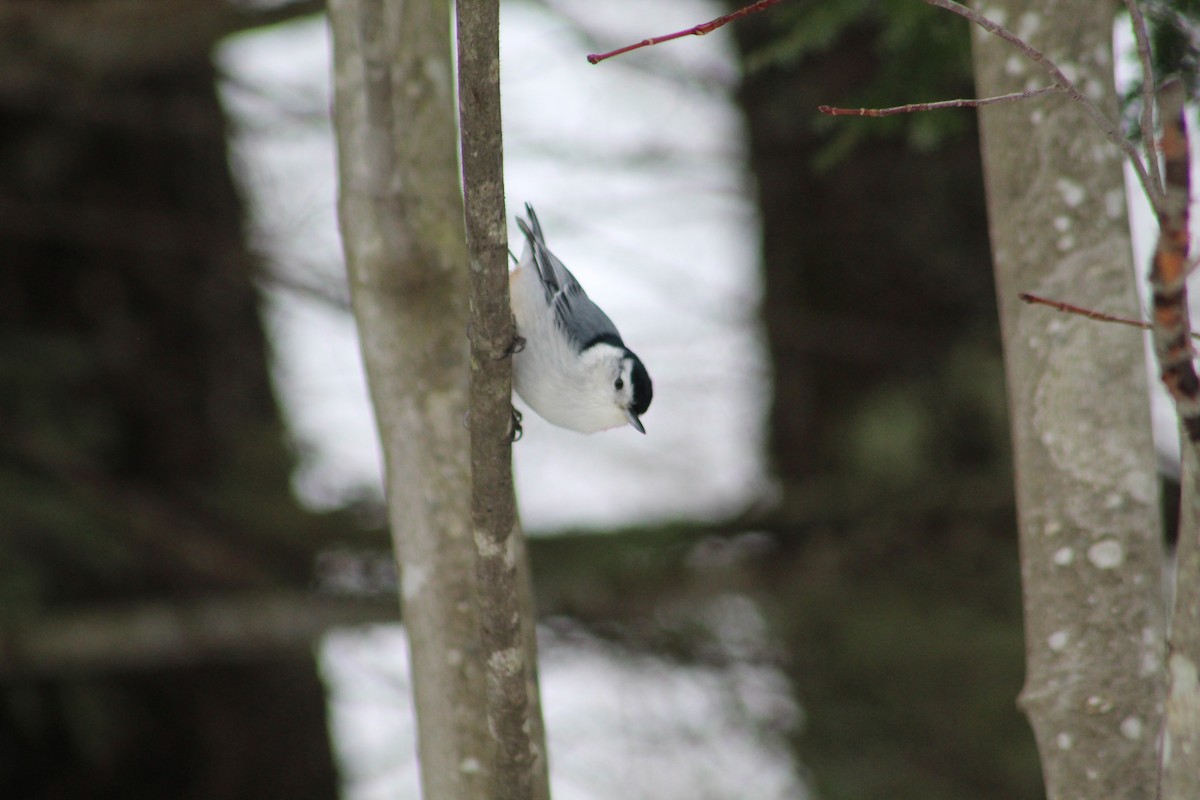 White-breasted Nuthatch - Jack Swatt