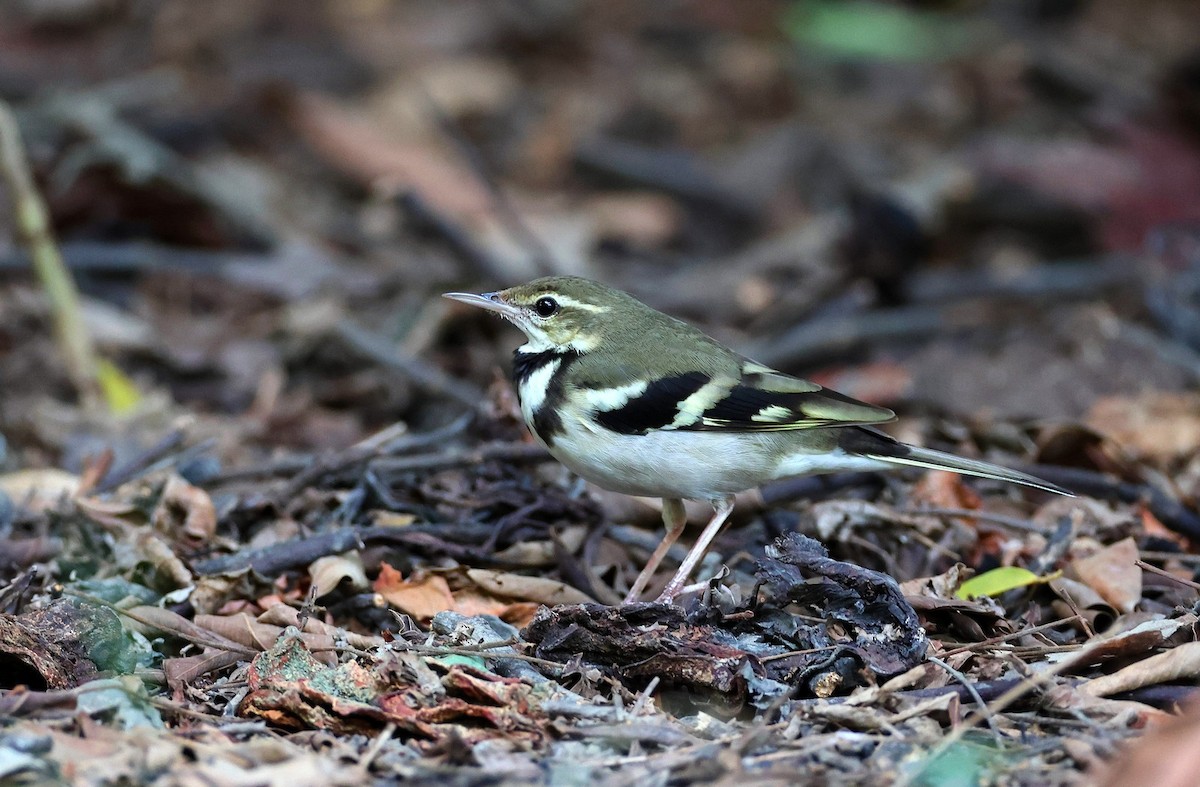 Baumstelze - ML614847877