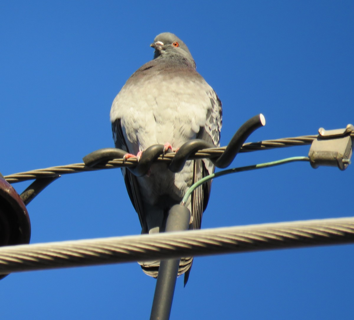 Rock Pigeon (Feral Pigeon) - ML614848024