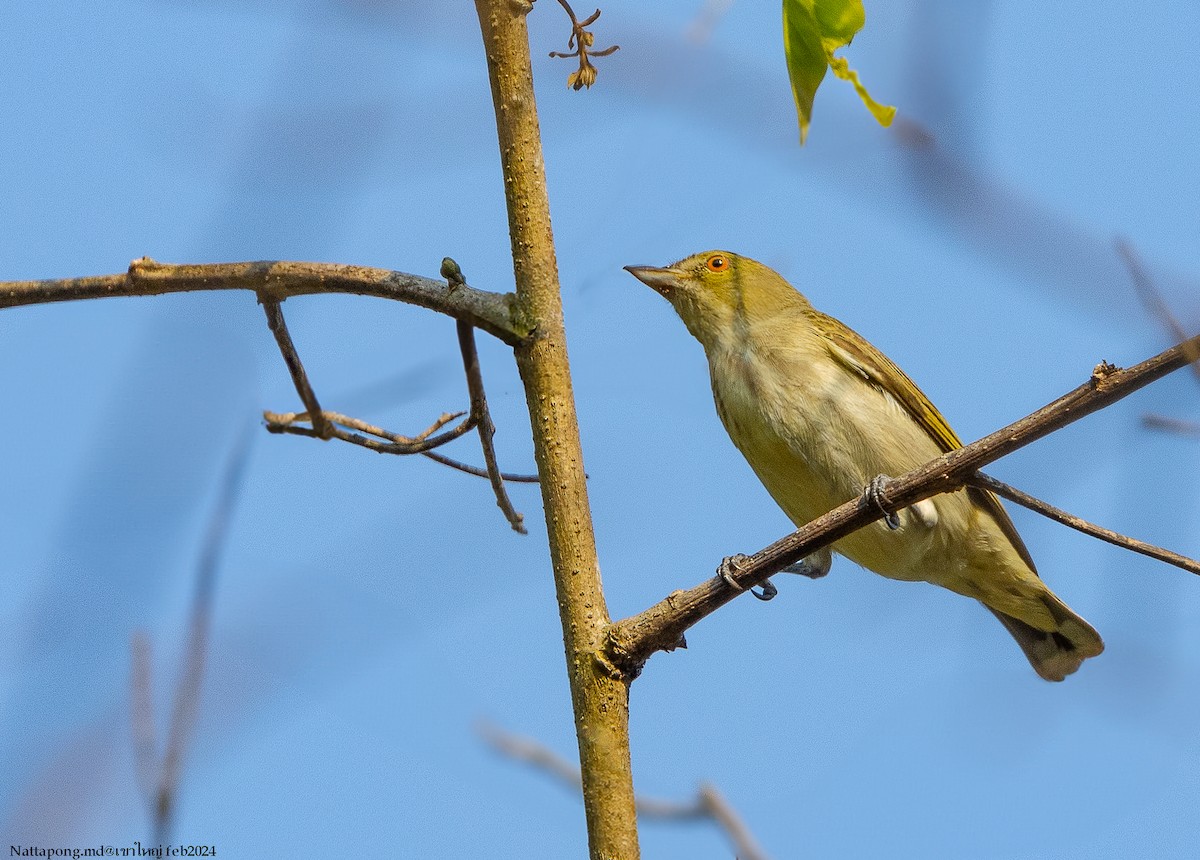 Thick-billed Flowerpecker - Nattapong Banhomglin