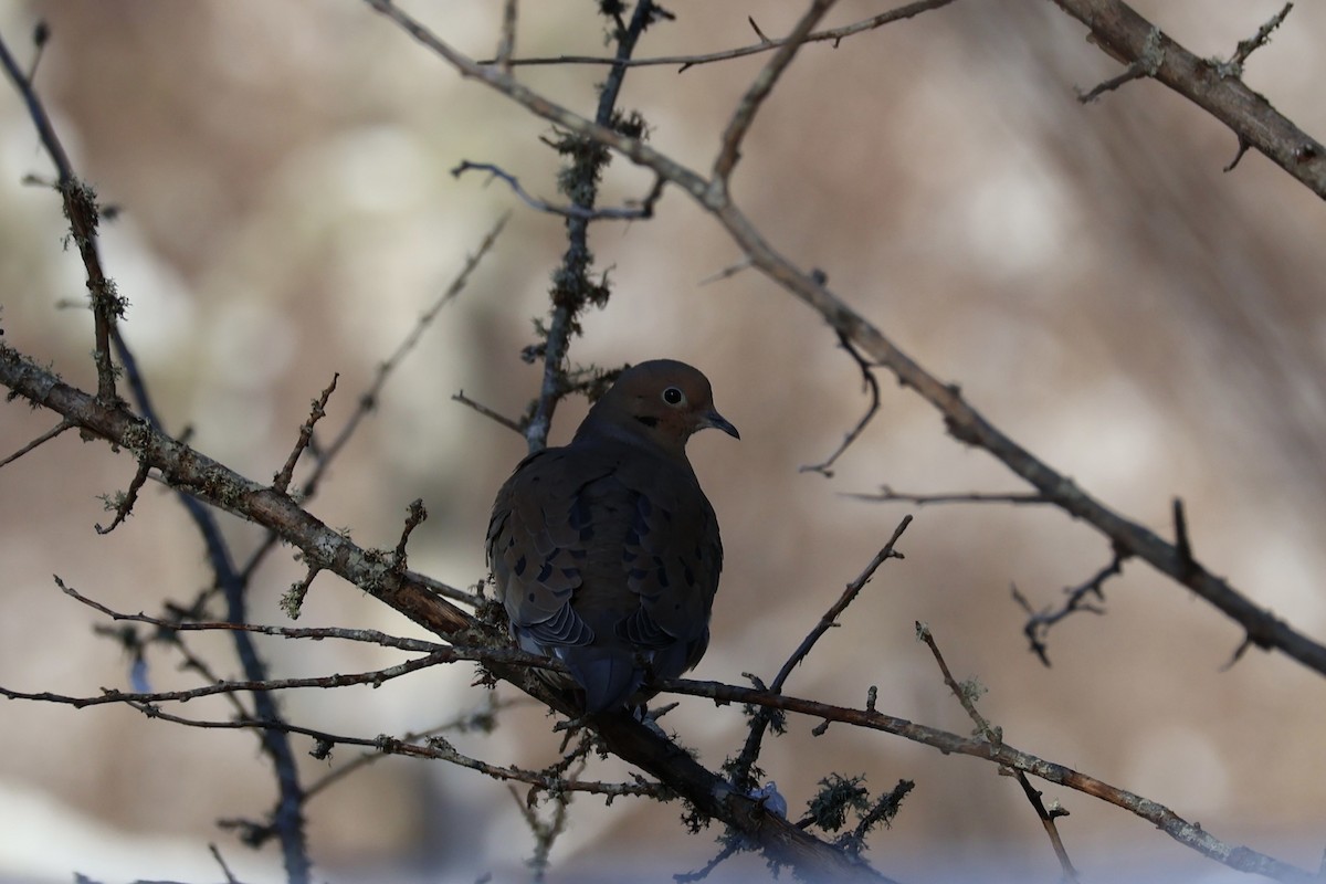 Mourning Dove - ML614848108