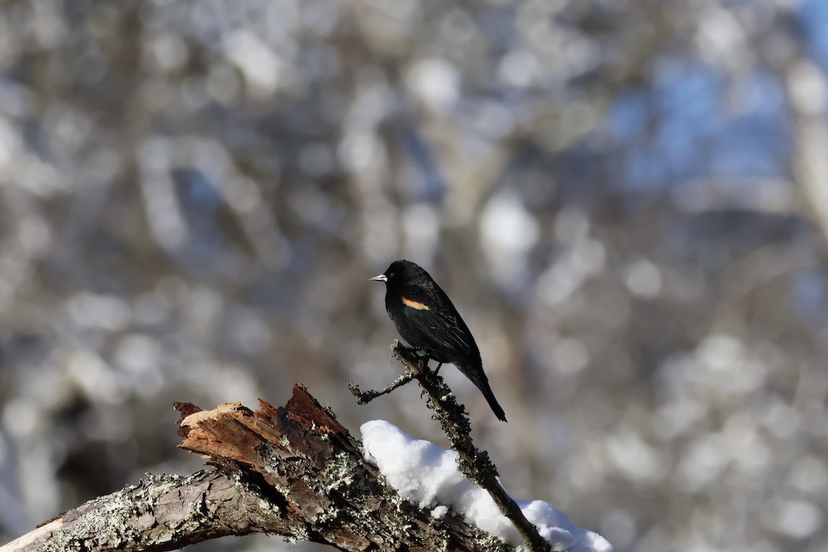 Red-winged Blackbird - ML614848111