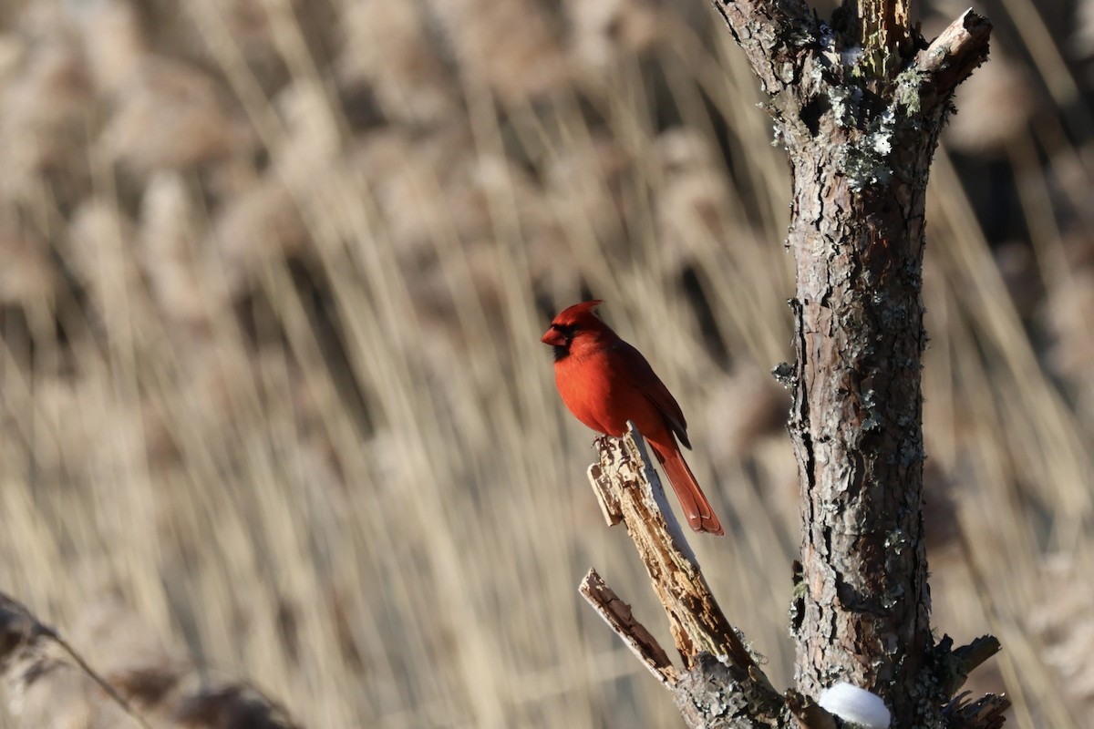 Northern Cardinal - ML614848138