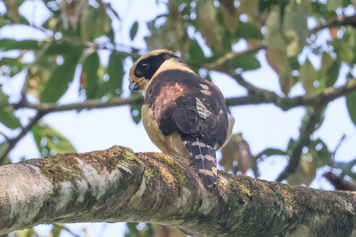 Laughing Falcon - ML614848176