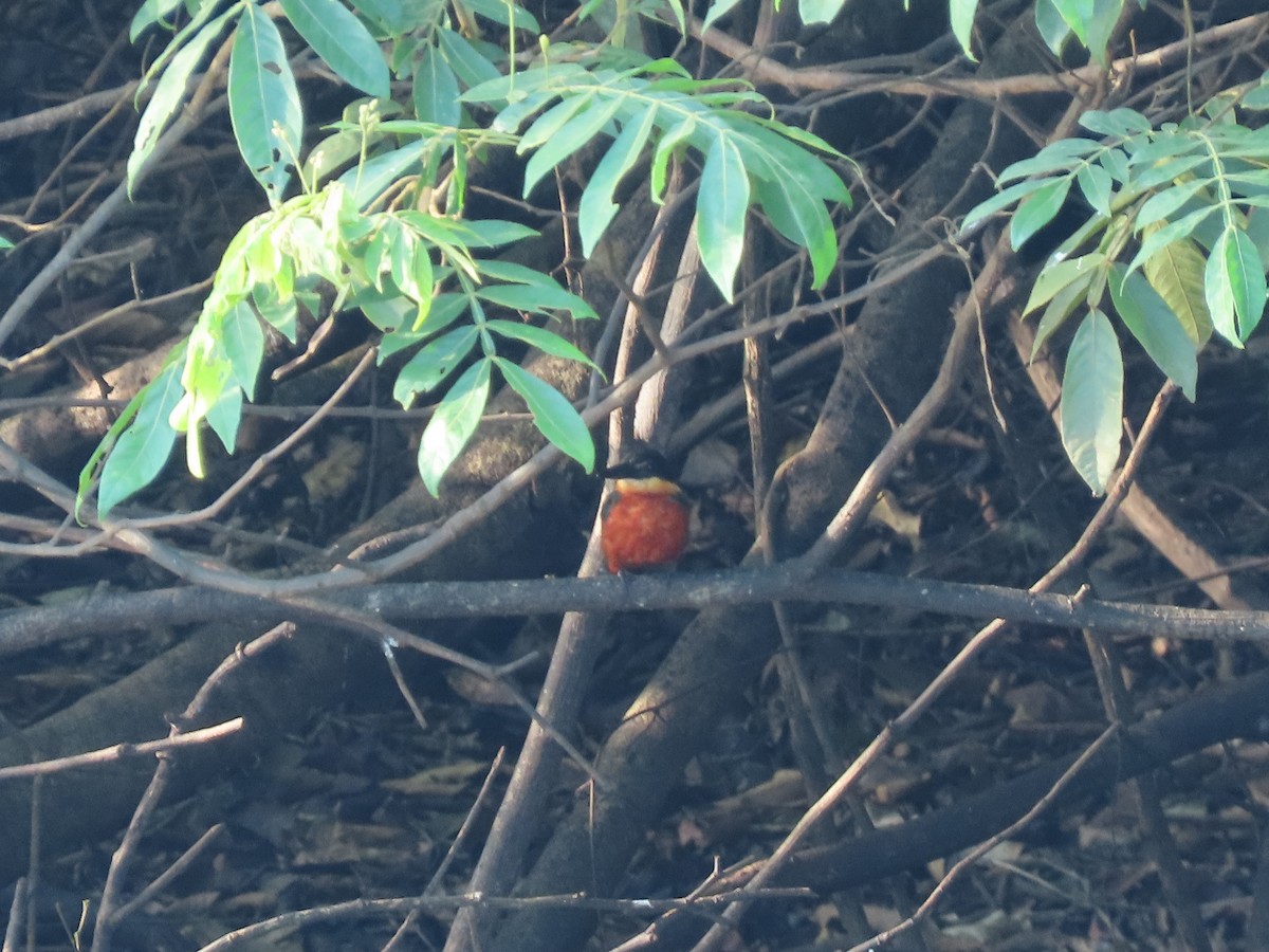 Green-and-rufous Kingfisher - ML614848201