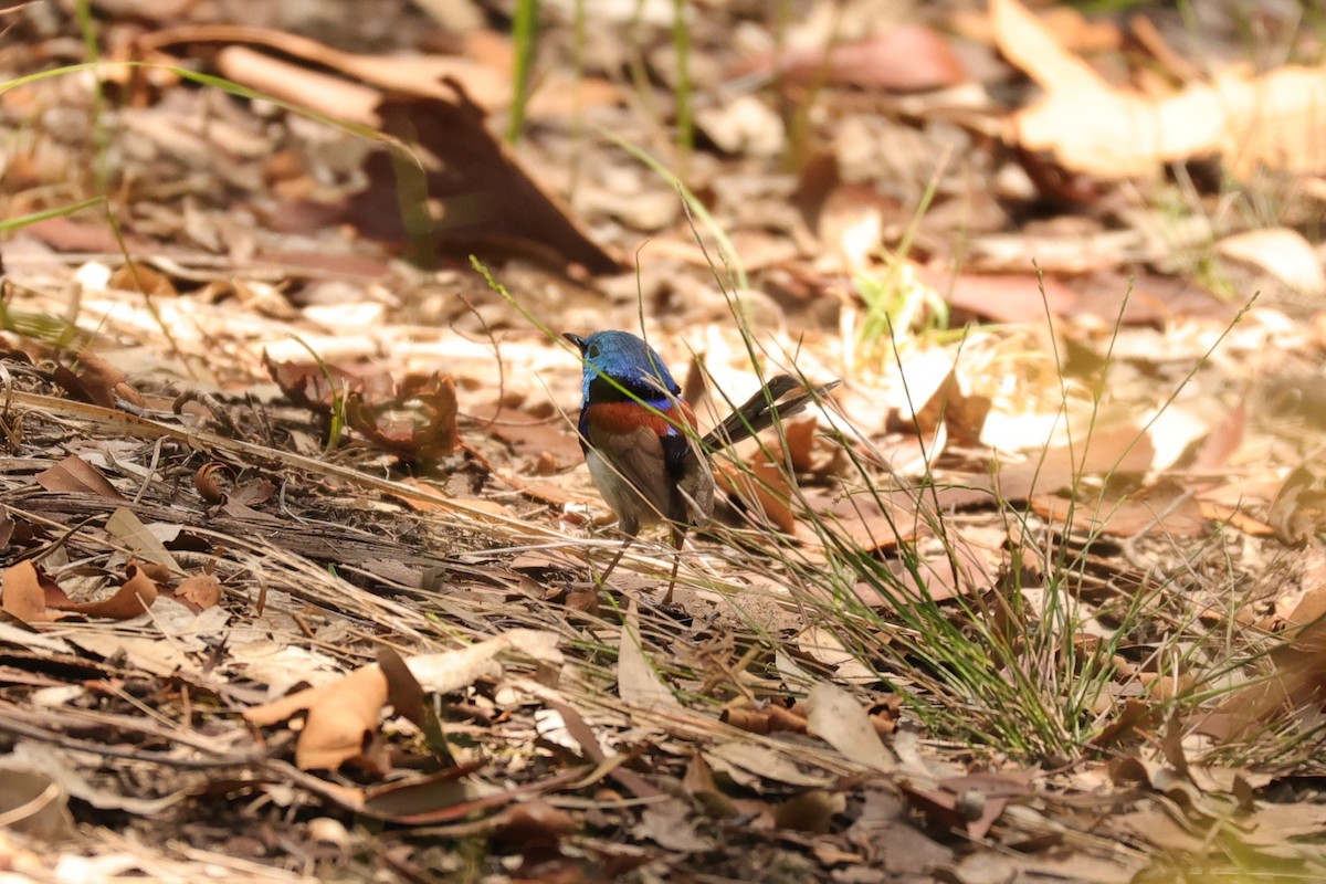 Variegated Fairywren - ML614848220