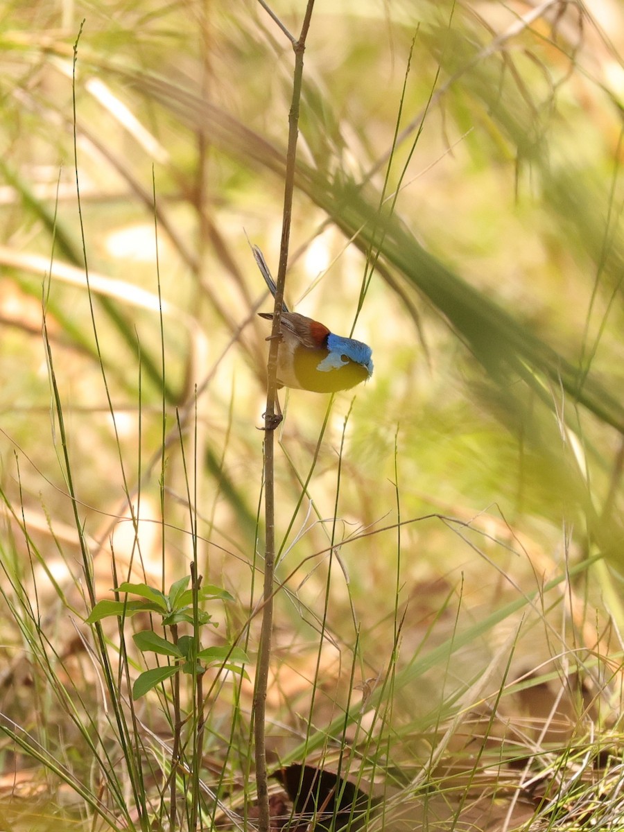 Variegated Fairywren - ML614848221