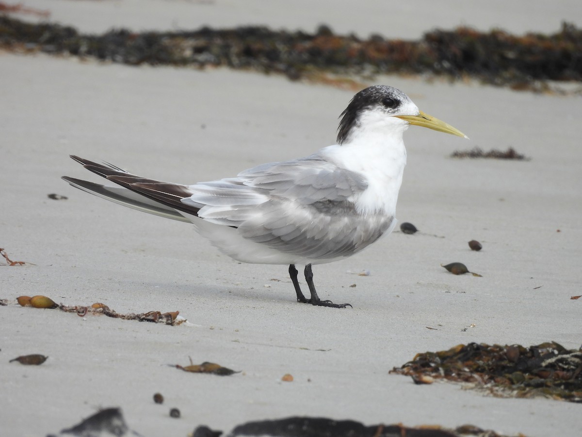 Great Crested Tern - Chanith Wijeratne