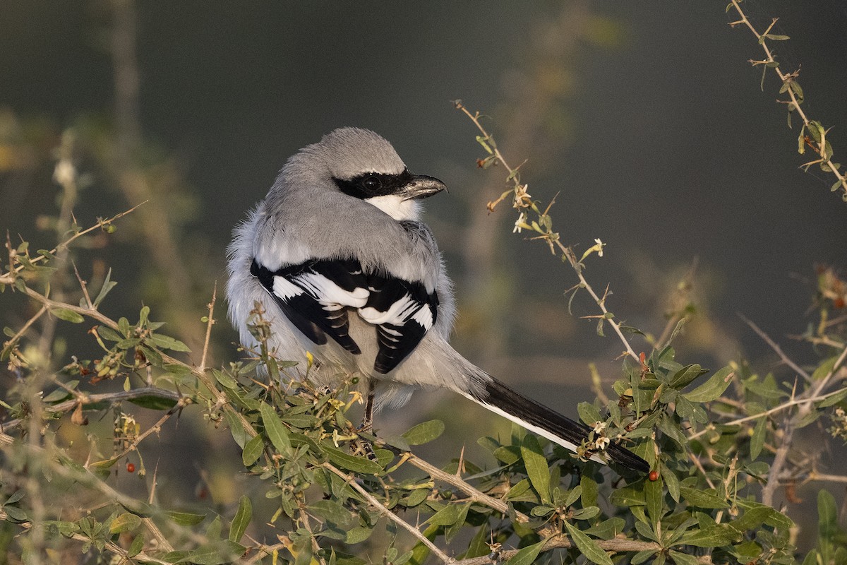 Great Gray Shrike (Indian) - ML614848310