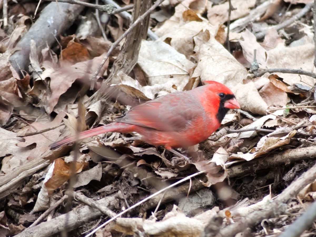 Northern Cardinal - Laurel Robinson