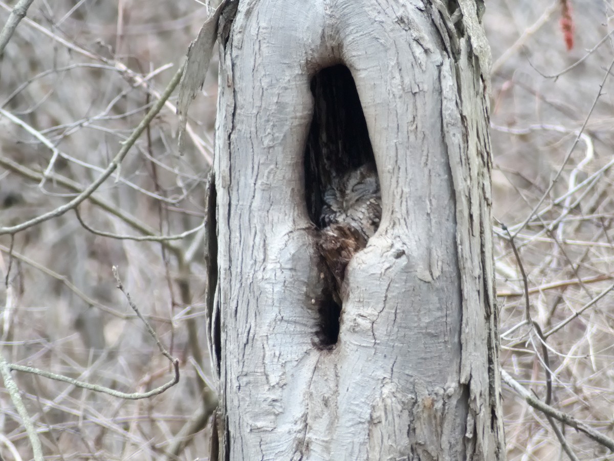 Eastern Screech-Owl - ML614848366