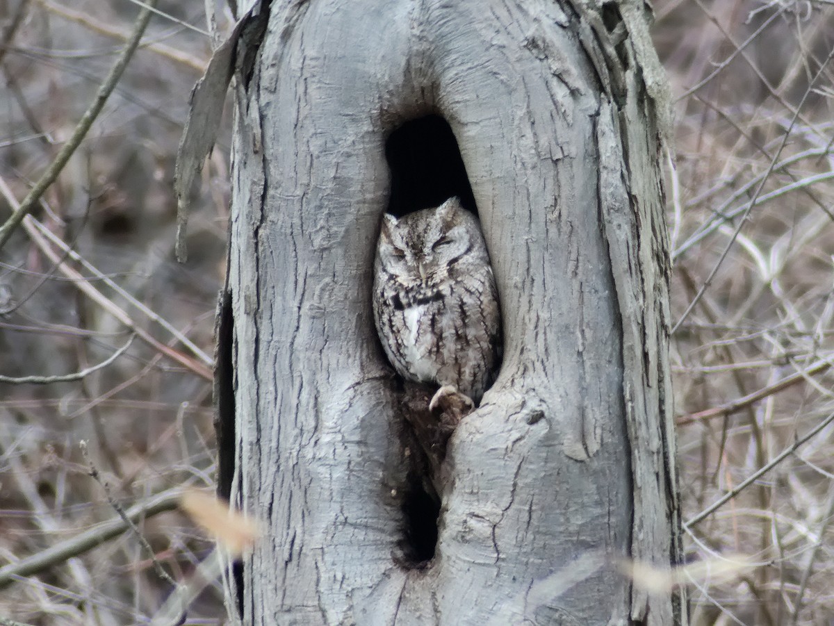 Eastern Screech-Owl - Laurel Robinson