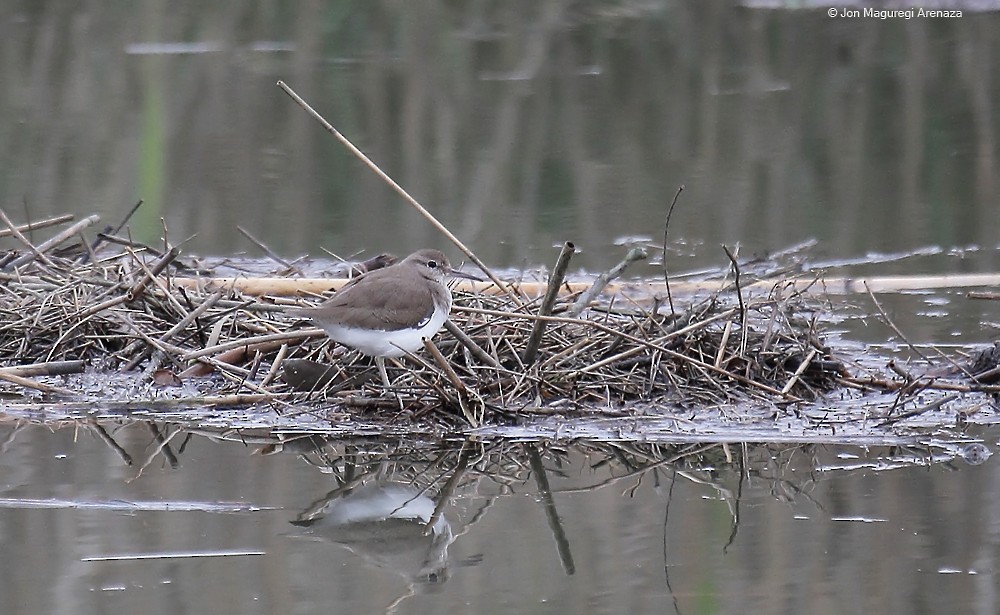 Common Sandpiper - ML614848422