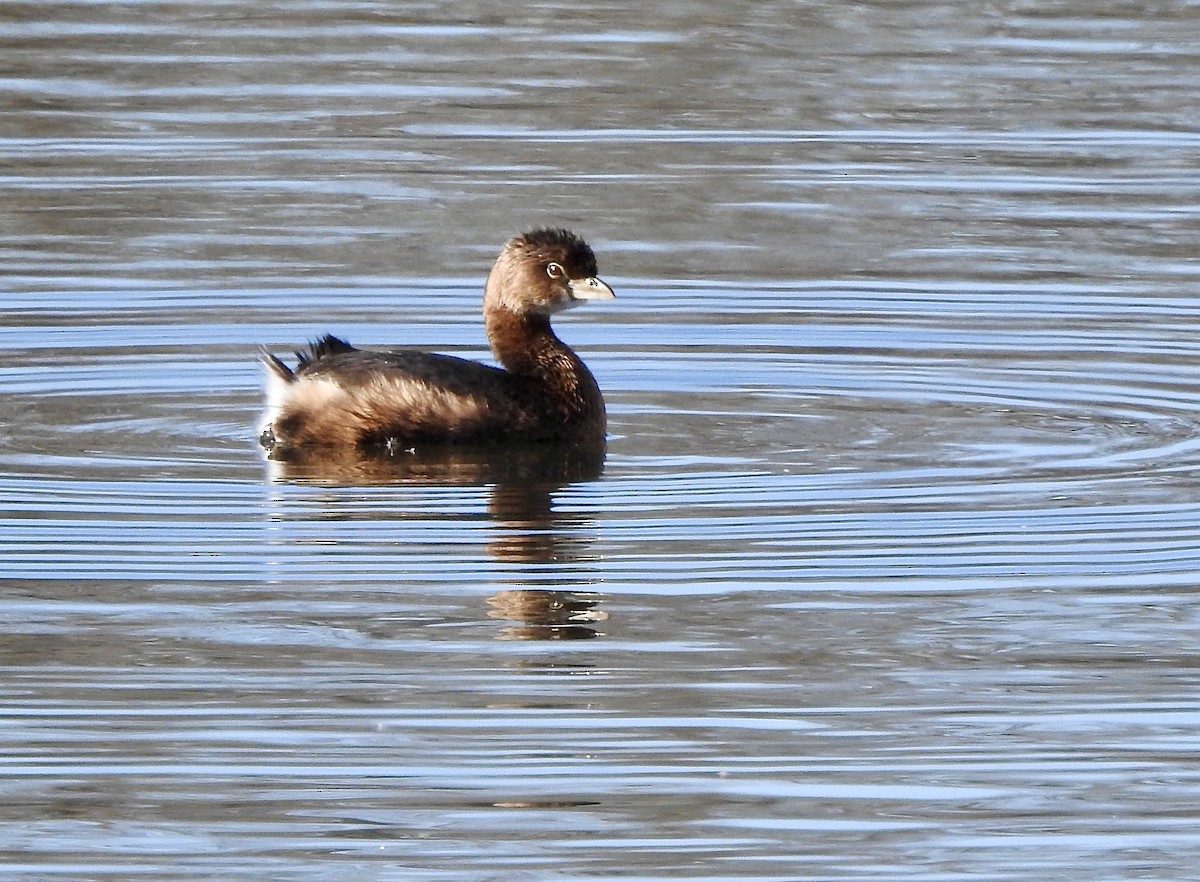 Pied-billed Grebe - ML614848430