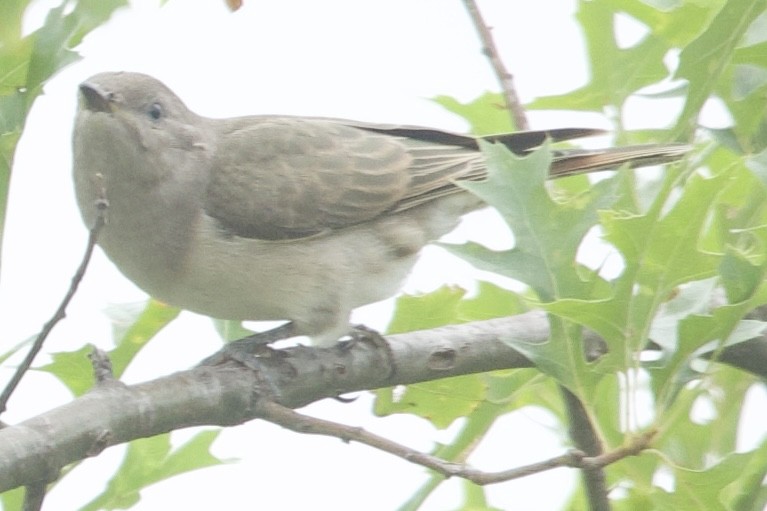 Horsfield's Bronze-Cuckoo - ML614848483