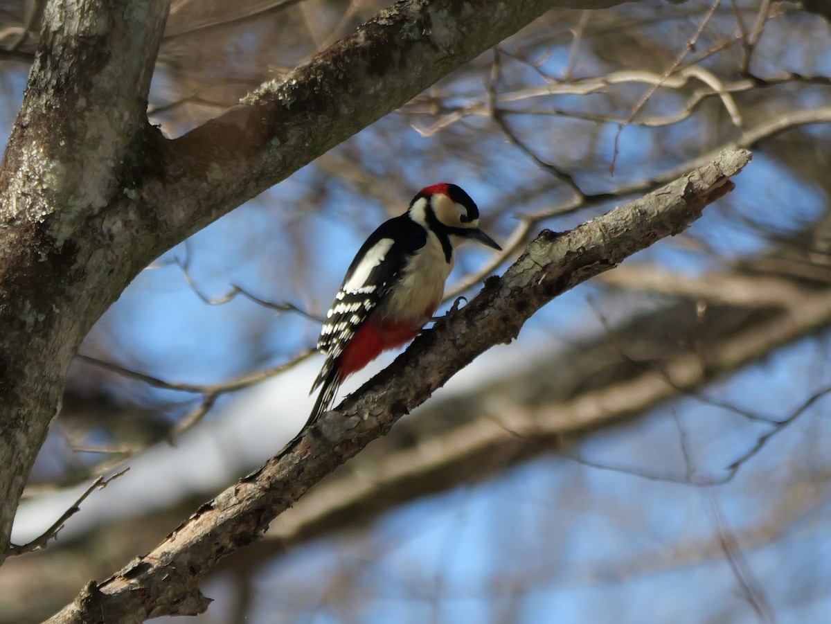 Great Spotted Woodpecker - Hiroyuki Tamura