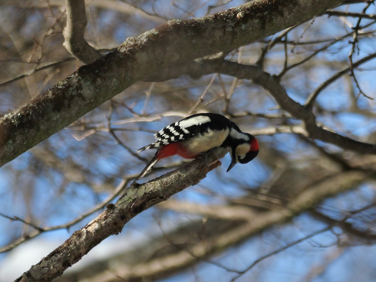 Great Spotted Woodpecker - ML614848513
