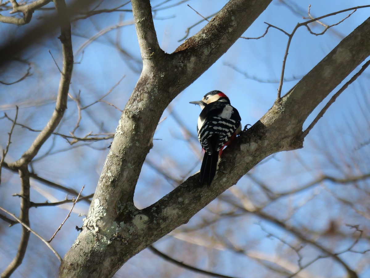 Great Spotted Woodpecker - ML614848514