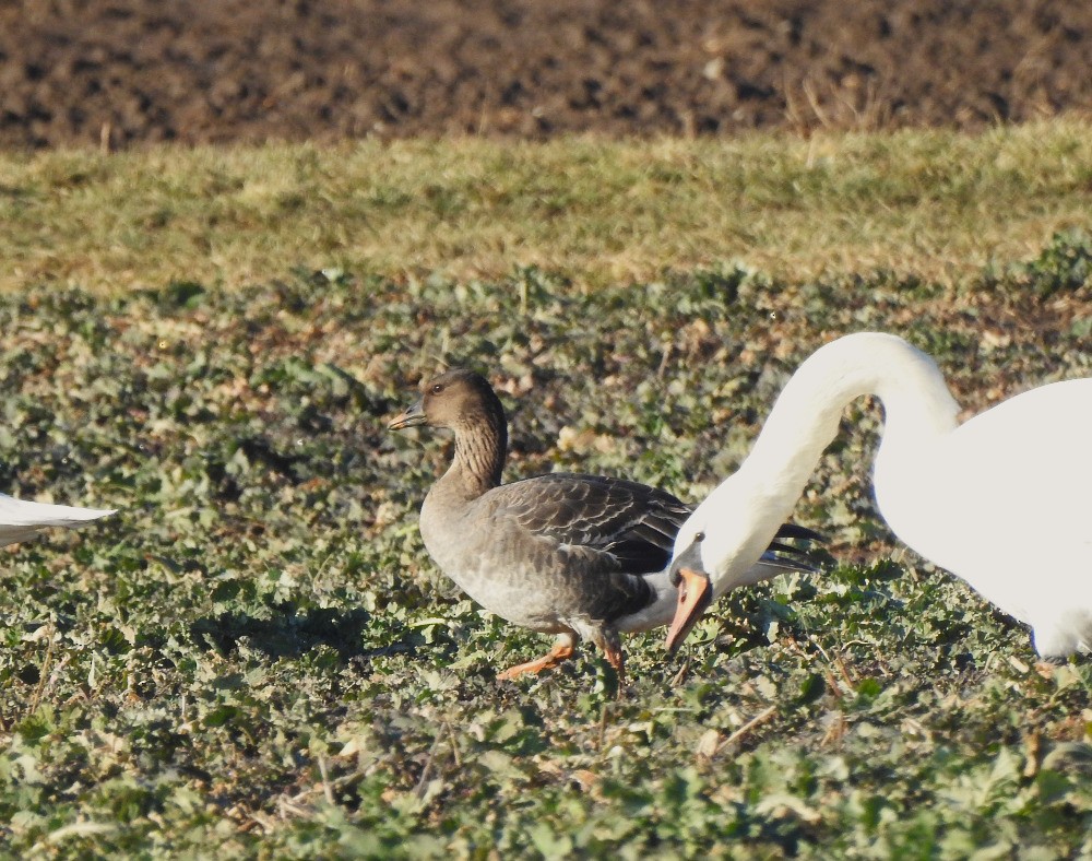 Tundra Bean-Goose - ML614848561