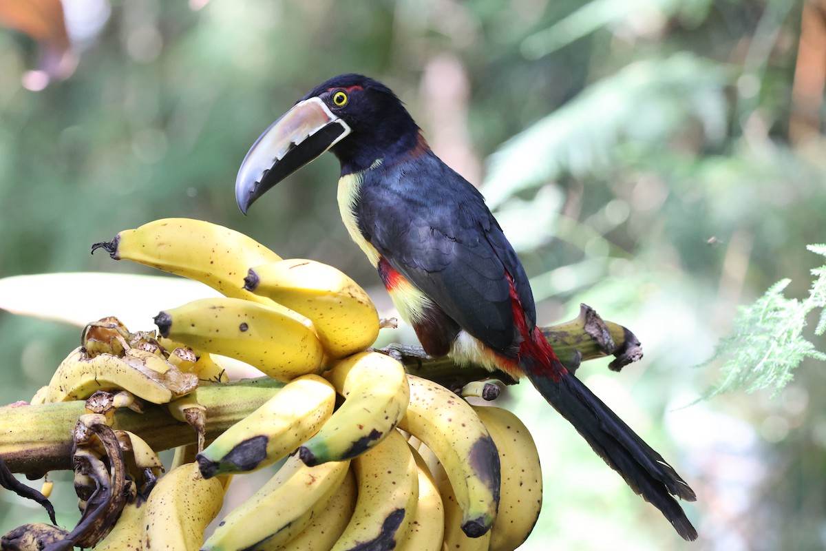 Collared Aracari - ML614848571