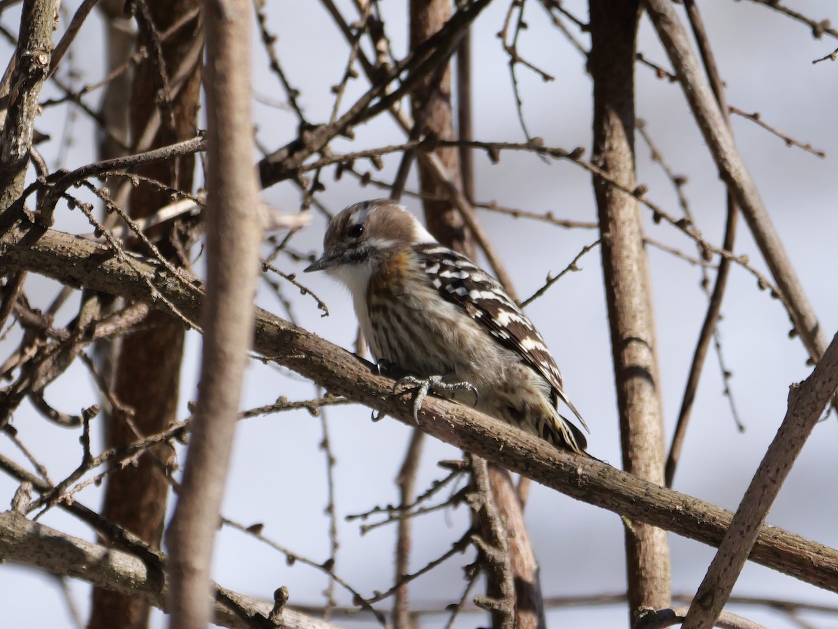 Japanese Pygmy Woodpecker - ML614848583