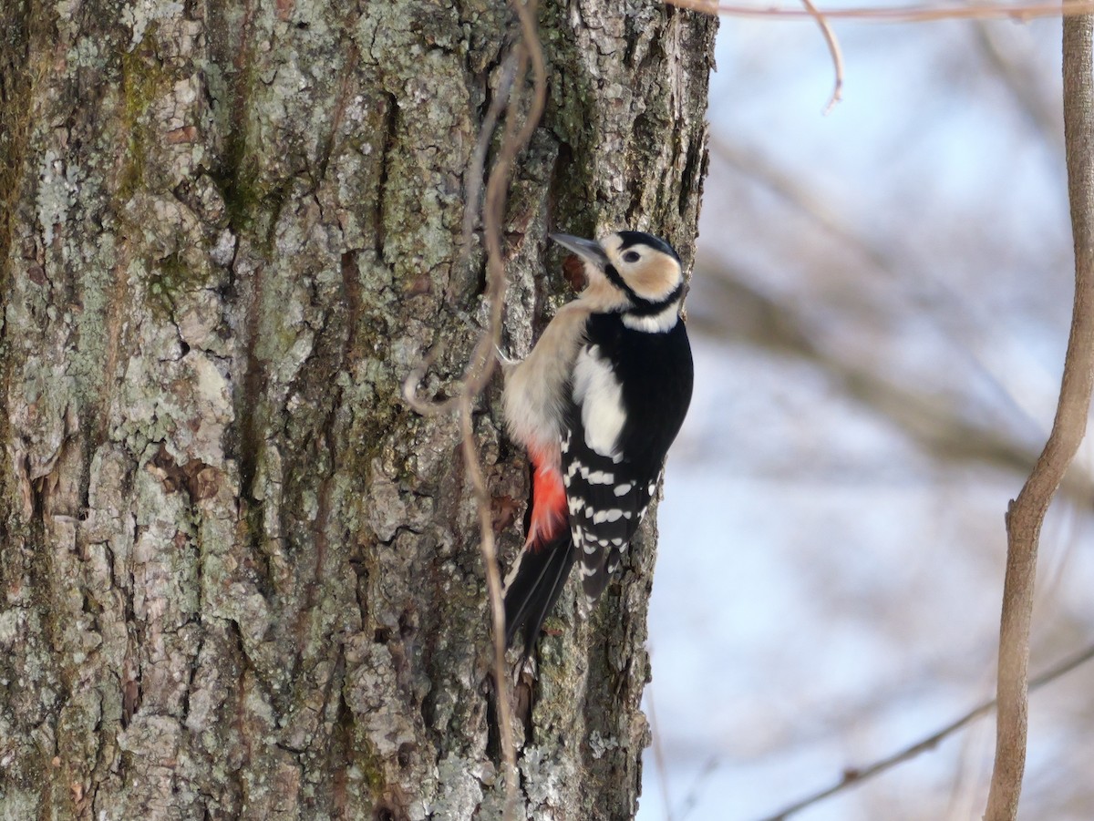 Great Spotted Woodpecker - ML614848604