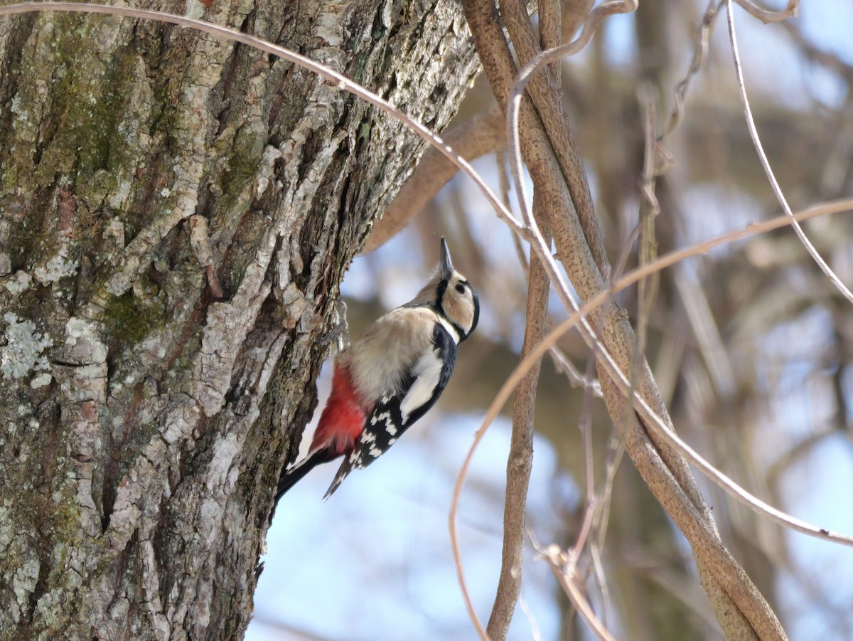 Great Spotted Woodpecker - ML614848605