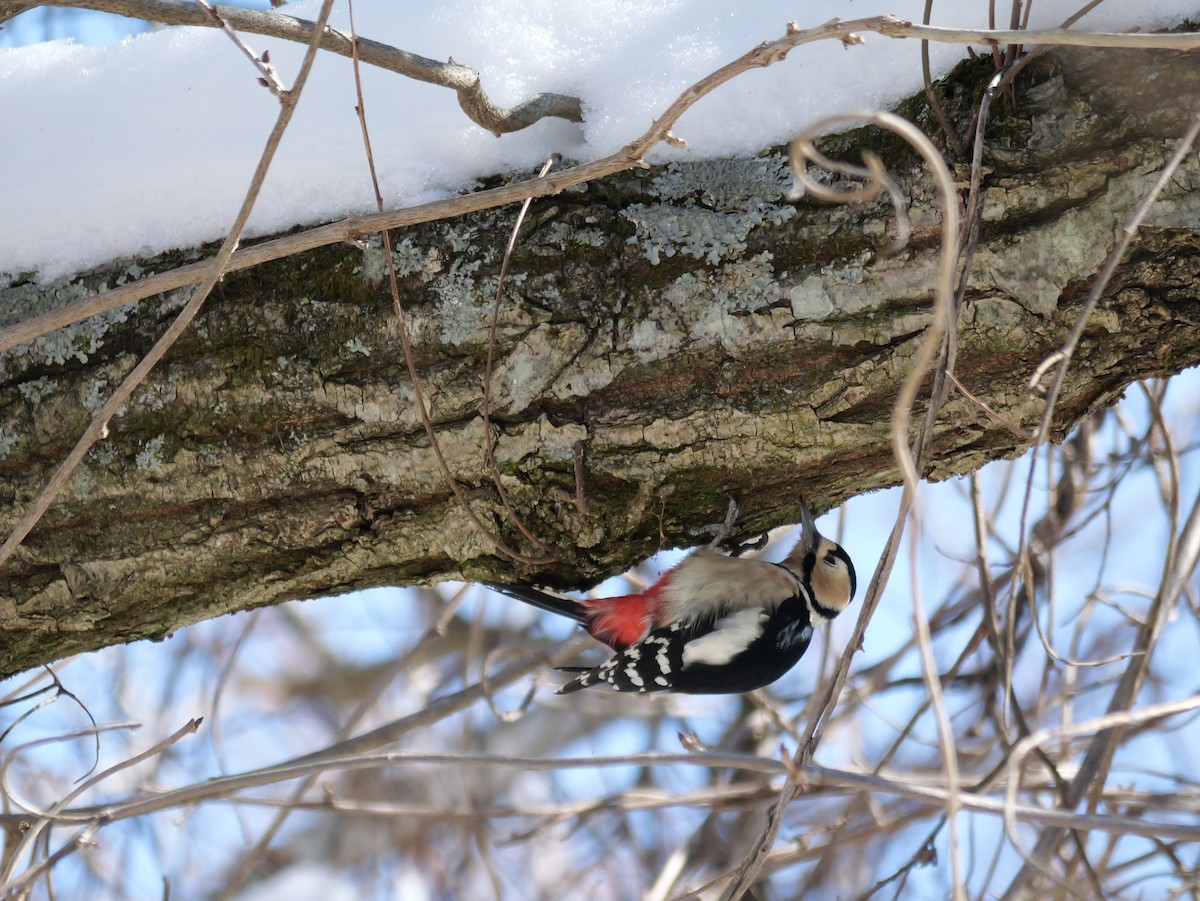 Great Spotted Woodpecker - ML614848606