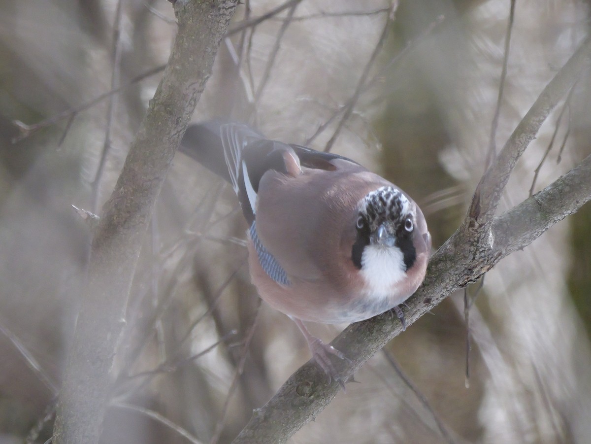 Eurasian Jay - ML614848659