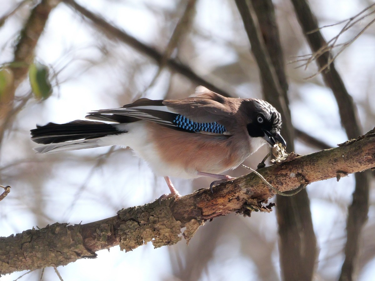 Eurasian Jay - ML614848661