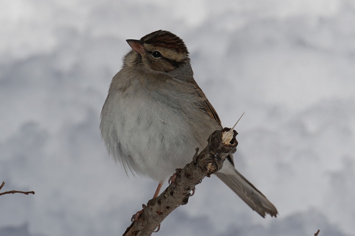 Chipping Sparrow - ML614848670