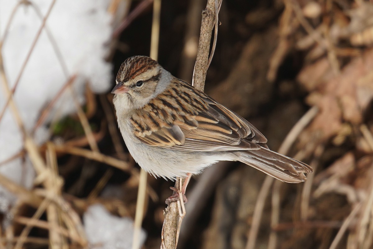 Chipping Sparrow - ML614848671