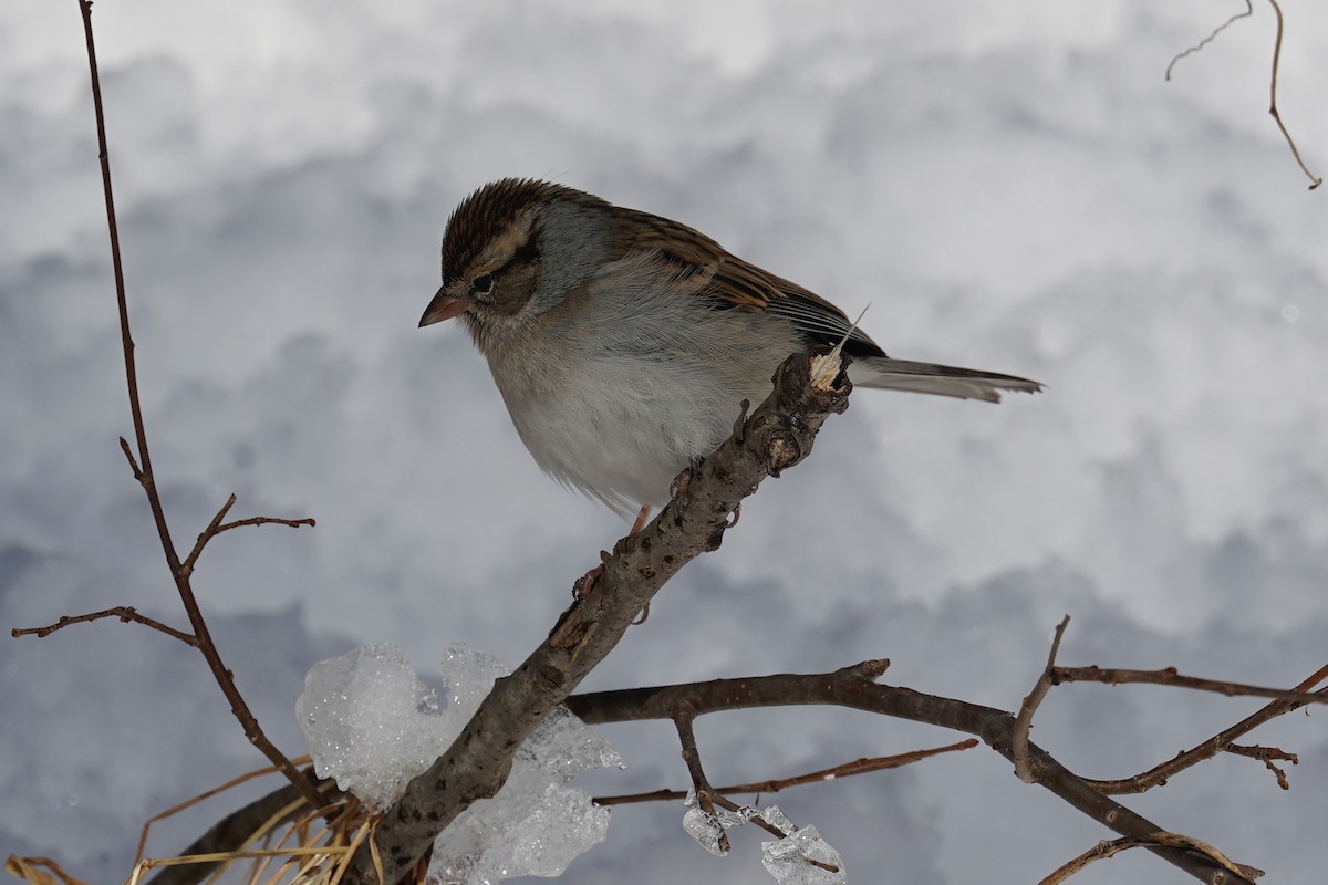 Chipping Sparrow - ML614848672