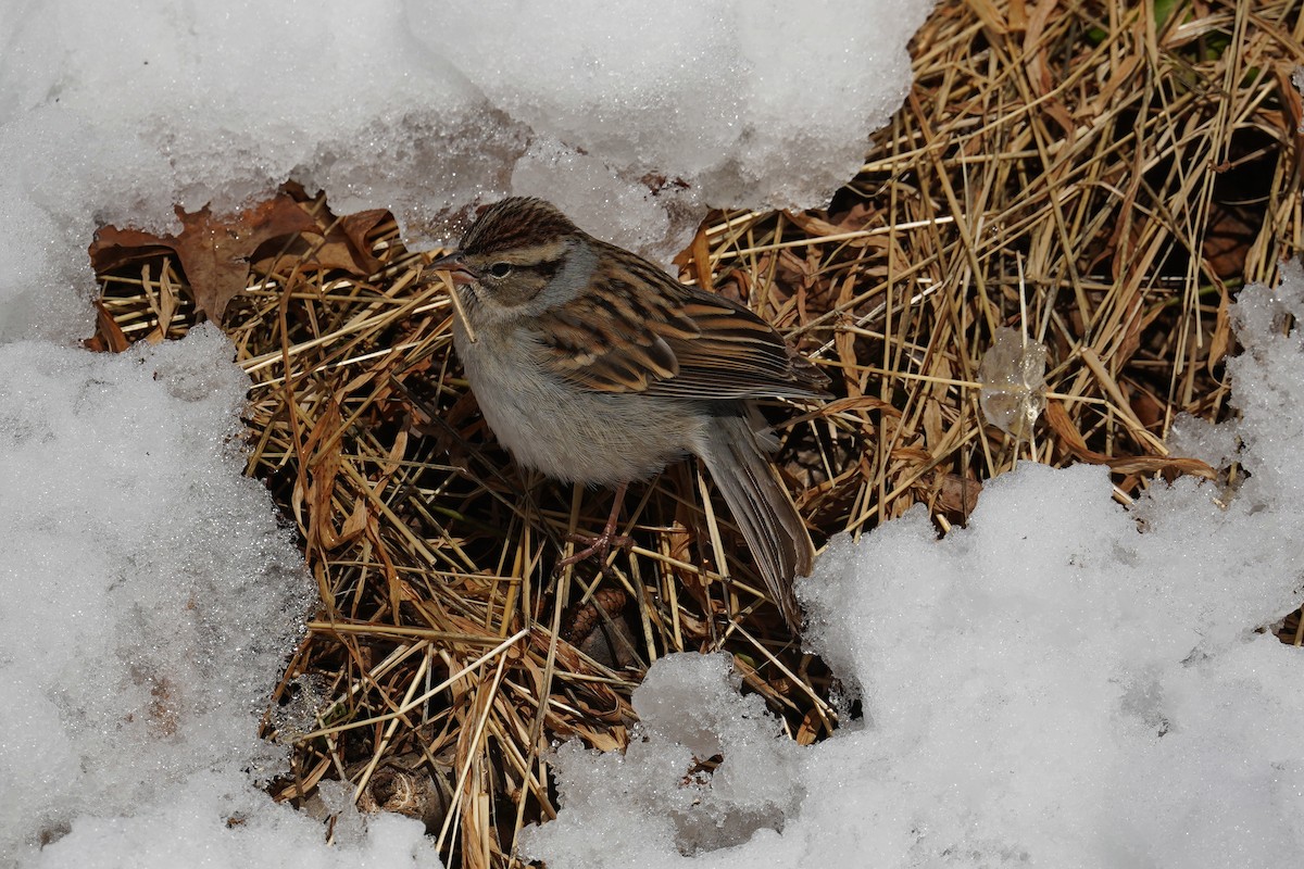 Chipping Sparrow - ML614848676