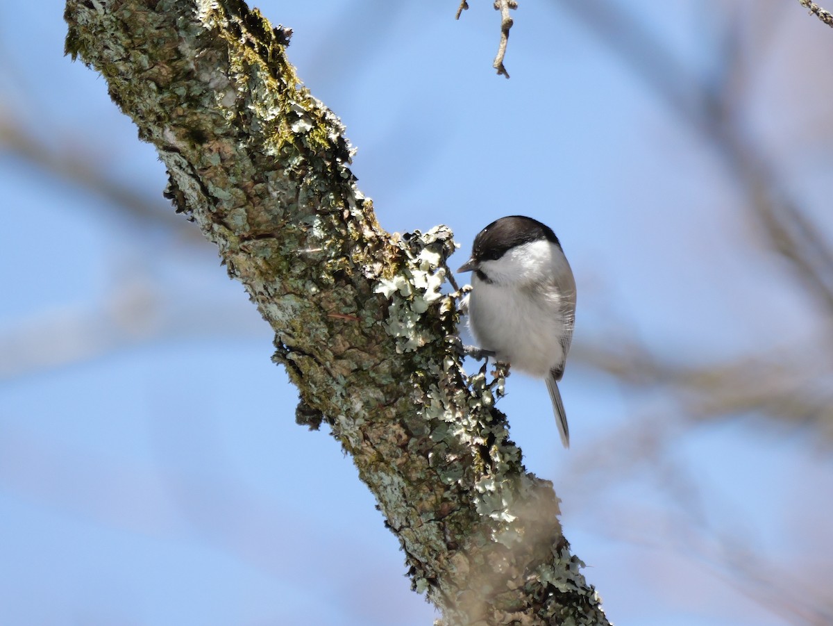 Willow Tit - ML614848773